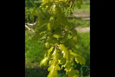 Глибоцький парк — фото 8
