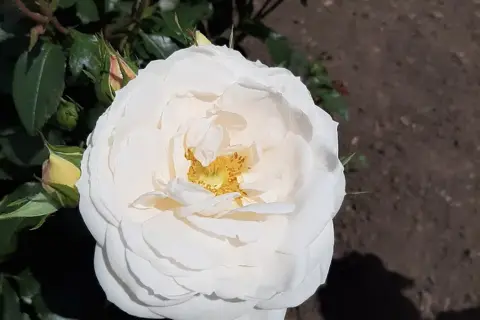 Парк «Юність» — фото 12
