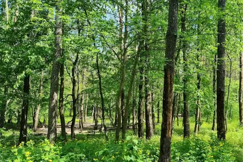 Зелена Брама (парк-пам'ятка садово-паркового мистецтва) — фото 13