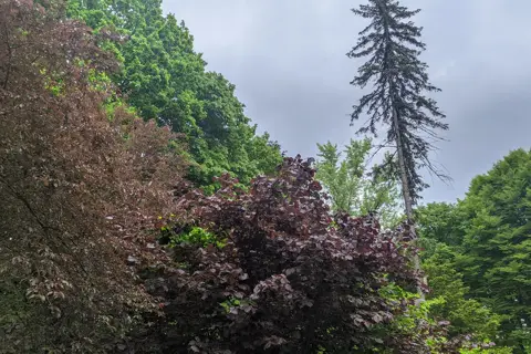 Сторожинецький парк — фото 12