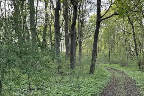 Тиницький парк — фото 10