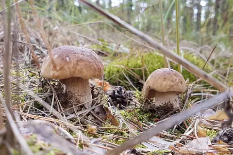 Білоозерський національний природний парк — фото 6