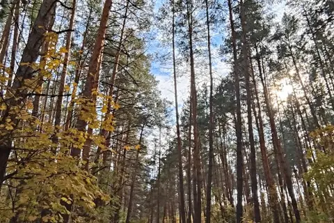 Національний природний парк «Голосіївський» — фото 3