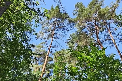 Національний природний парк «Голосіївський» — фото 6
