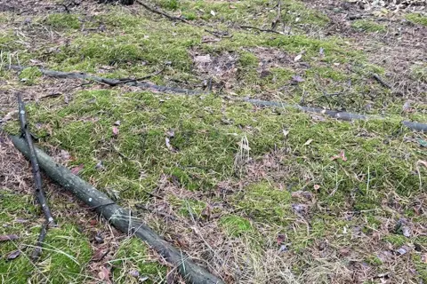 Національний природний парк «Голосіївський» — фото 9