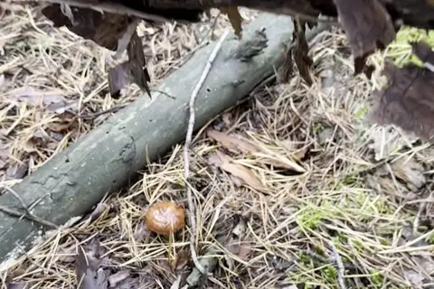 Національний природний парк «Голосіївський» — фото 11