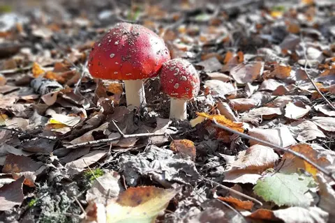 Ічнянський національний природний парк — фото 4