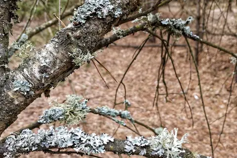 Ічнянський національний природний парк — фото 13