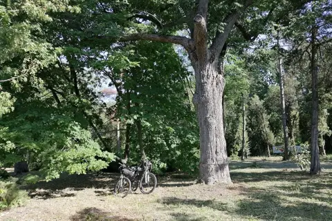 Устимівський дендропарк — фото 4