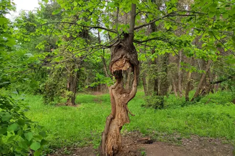 Устимівський дендропарк — фото 12