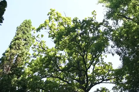 Ботанічний сад Подільського державного аграрно-технічного університету — фото 14