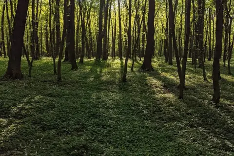 Рудківський дендропарк — фото 5