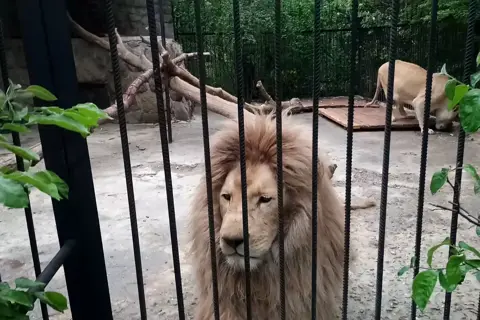 Ялтинський зоопарк — фото 2