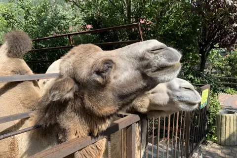 Ялтинський зоопарк — фото 13