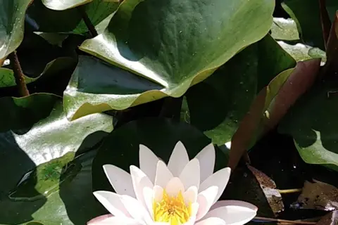 Ботанічний сад Ужгородського державного університету (Ужгородський ботанічний сад) — фото 2