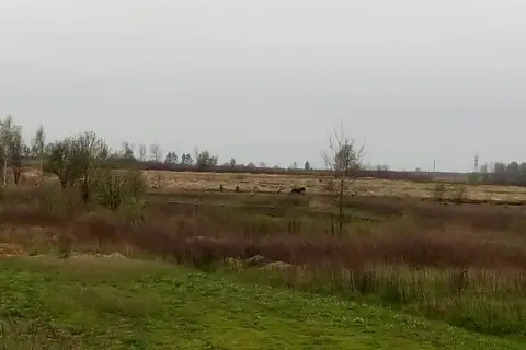 Висоцьке лісове господарство, дп