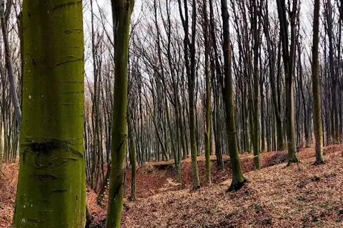 Лісництво