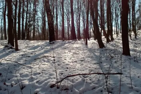 Острозьке лісове господарство — фото 3