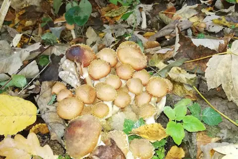 Скала-подільське лісництво чортківського лісового господарства — фото 3
