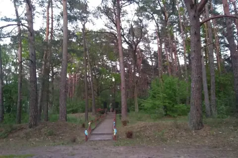 Ковельське лісове господарство, дп — фото 2