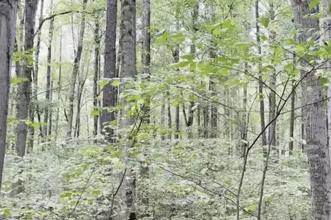 Броварське лісництво