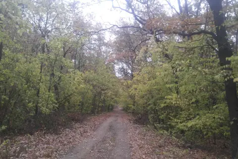 Березівський держлісгосп