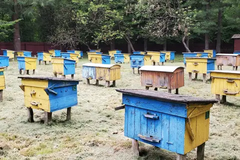 Калуський лісгосп