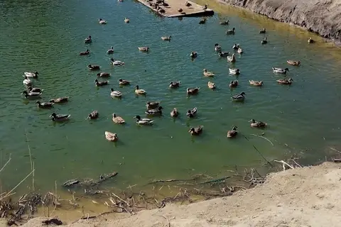 Старовижівське лісове господарство