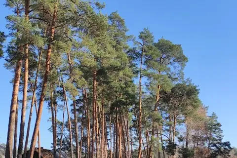 Піщанське лісництво — фото 2