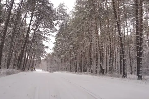 Піщанське лісництво — фото 3