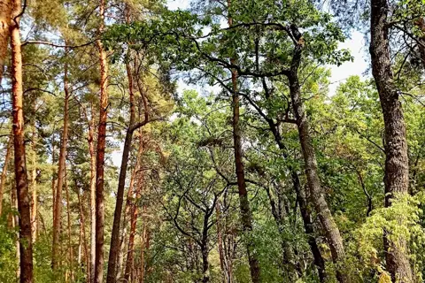Межиріцьке лісництво