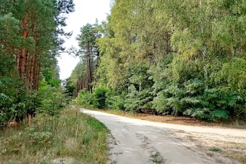 Межиріцьке лісництво — фото 4