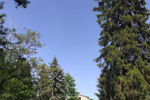Кам'янське лісництво