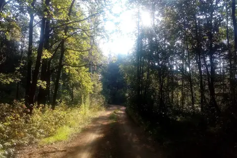 ДП Ємільчинське лісове господарство — фото 2