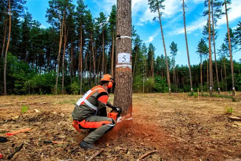 Краснопільске лісове господарство