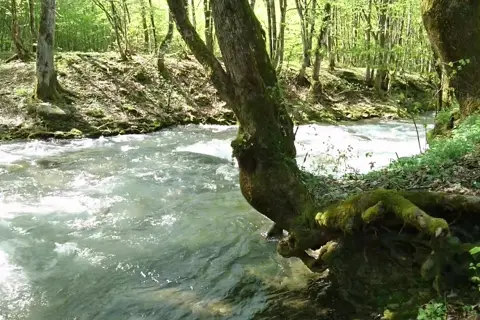 Лісництво "Шипот"