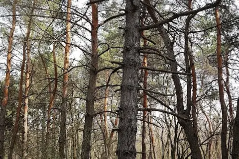 Селище Лісництво