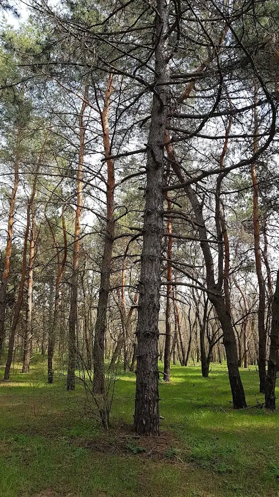 Селище Лісництво