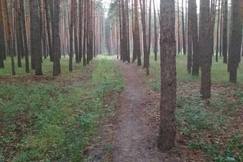 Новосанжарське лісове господарство