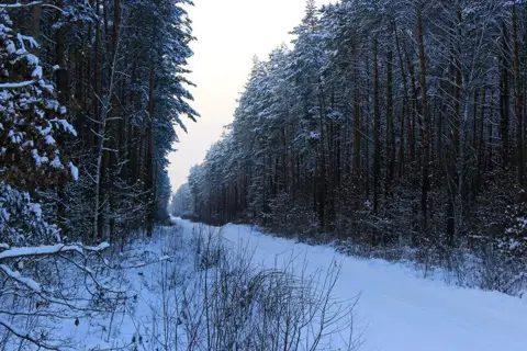 Соснівське лісове господарство — фото 4