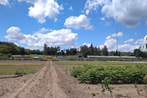 Лісництво