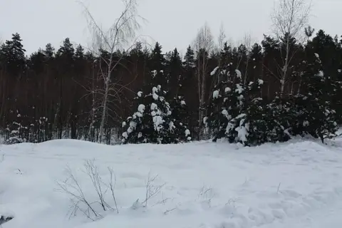 Чалівське Лісництво
