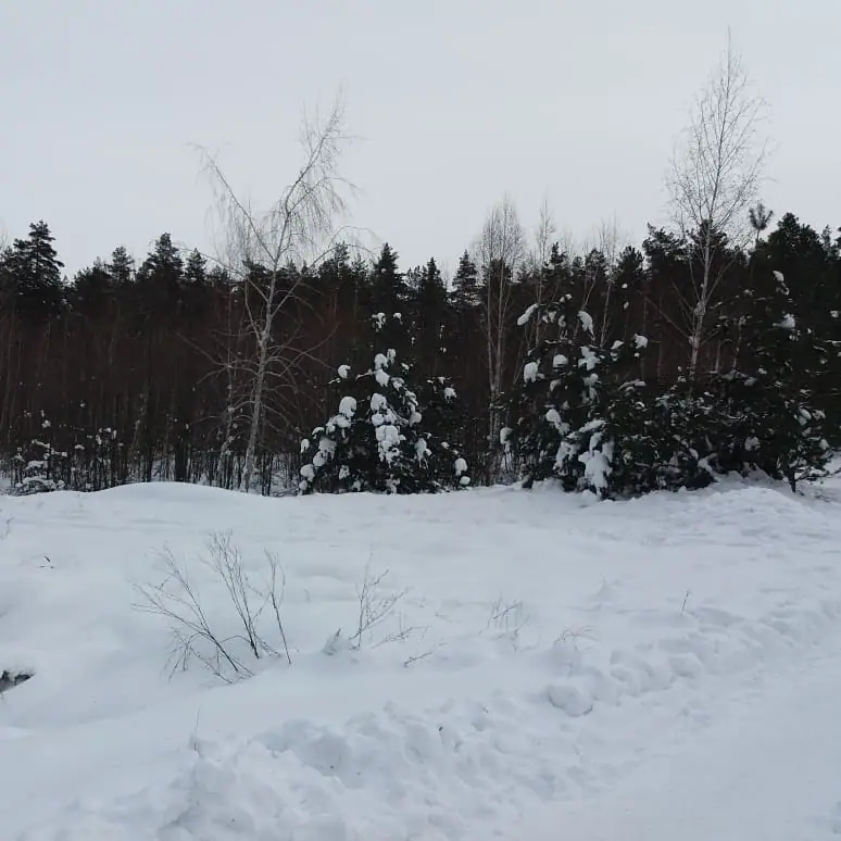Чалівське Лісництво