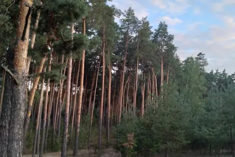 Чалівське Лісництво — фото 2