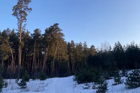 Чалівське Лісництво — фото 3