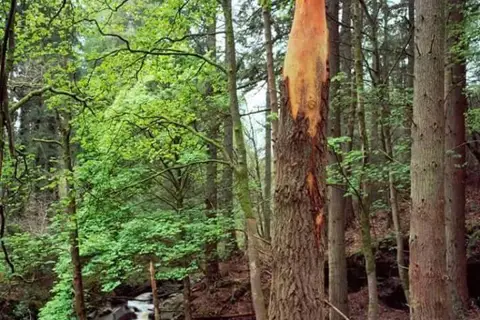 Борщівське лісництво чортківського лісового господарства — фото 3