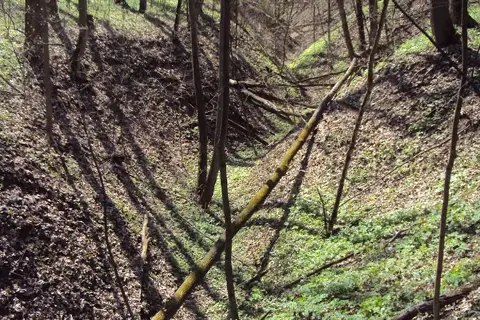 Розсошенське лісництво ДП "Полтавський лісгосп" — фото 3