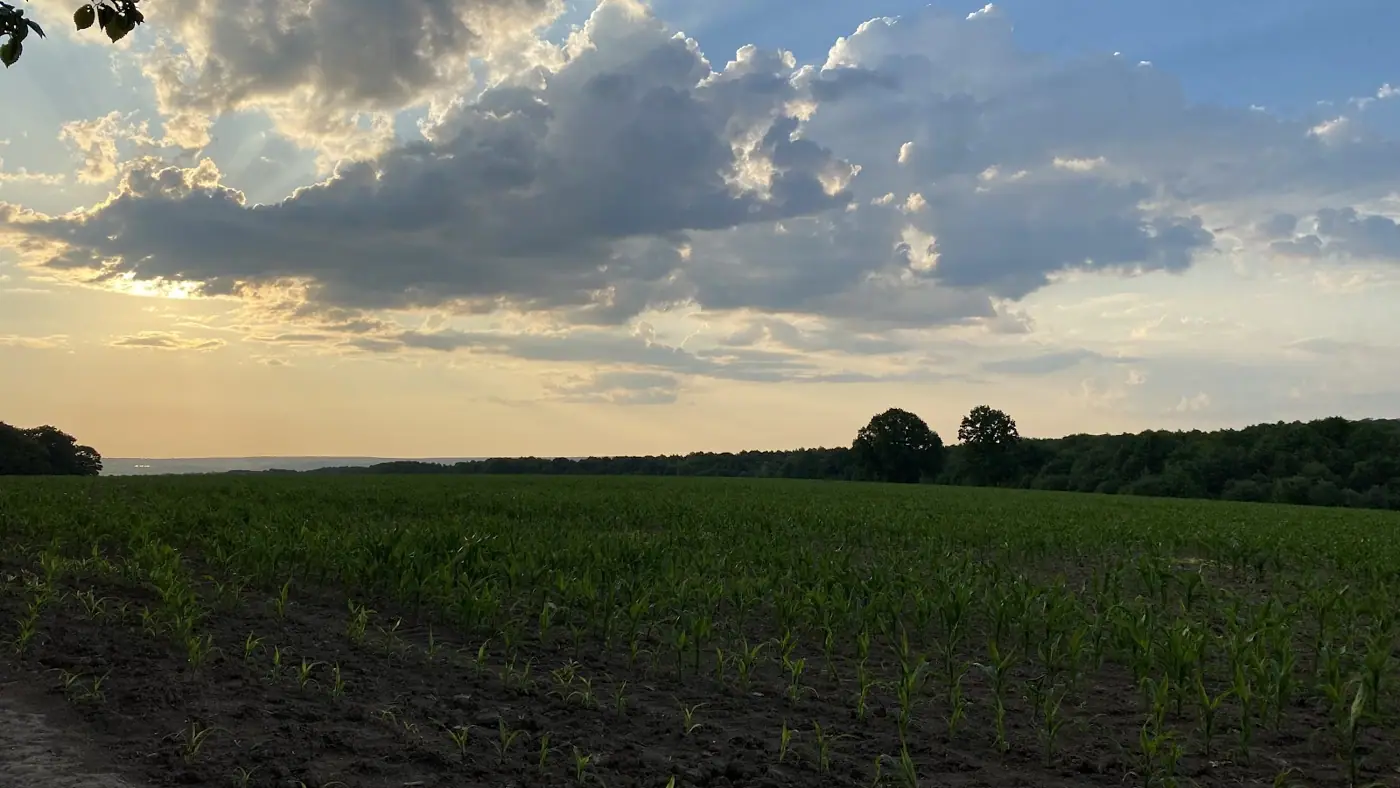 Гайсинське лісництво