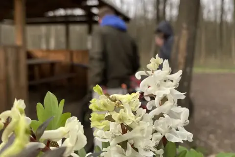Гайсинське лісництво — фото 2