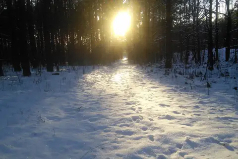 ДП "Соснівське лісове господарство"